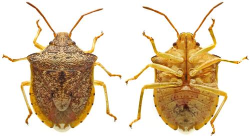 Dendrocoris humeralis